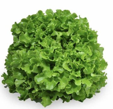 Organic Green Oak Leaf 500g - FRANCE